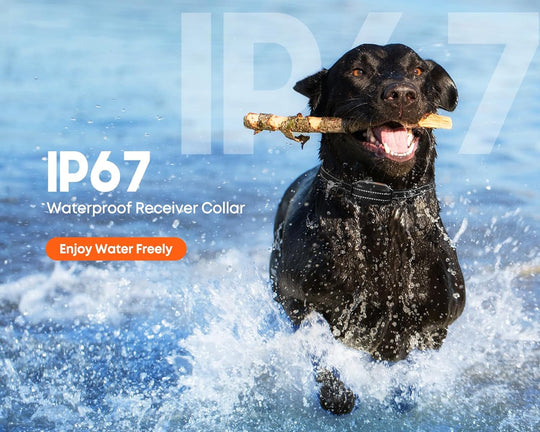 IP67 Dog E-Collar with Leash Set