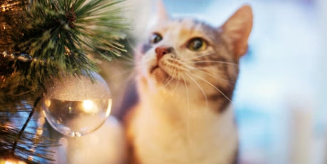 Christmas Pet Safety Tips for Both Humans and Fur Friends