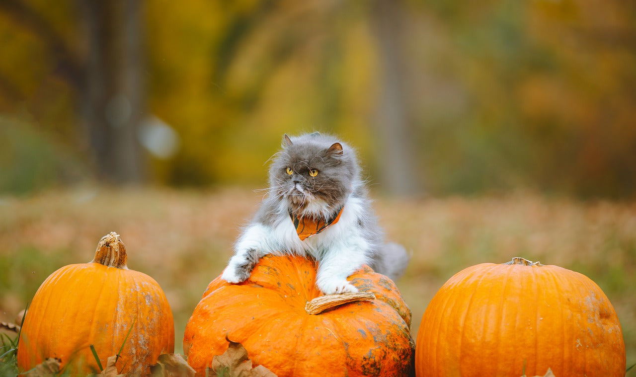 pets thanksgiving, thanksgiving for pets, pet safe thanksgiving, pets safe, thanks giving day, thanksgiving day